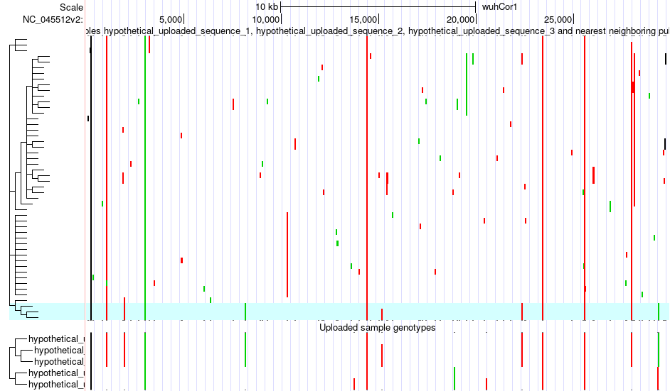 Example of the UShER phylogeny placement tool tree features